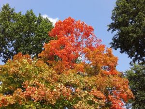 Fall Foliage